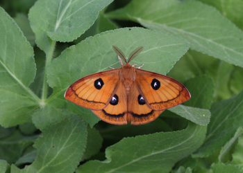 Nagelfleck (Aglia tau ) - © Leo Kuzmits